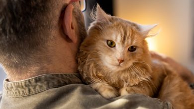 gatos / due&ntilde;os de gatos / gato / pelos de gato en la ropa / celebraciones de diciembre / p&oacute;lvora