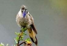 especies de aves emblemáticas de Colombia