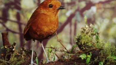 Animales prohibidos como mascotas en Colombia