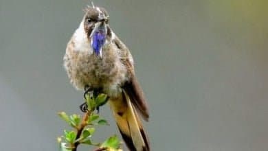 especies de aves emblem&aacute;ticas de Colombia