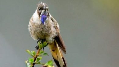 especies de aves emblemáticas de Colombia