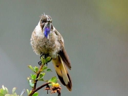 especies de aves emblem&aacute;ticas de Colombia