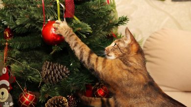 &aacute;rbol de navidad