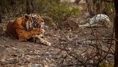 Animales que podr&iacute;an desaparecer