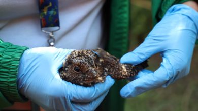 C&oacute;mo ayudar a los animales afectados por los incendios forestales