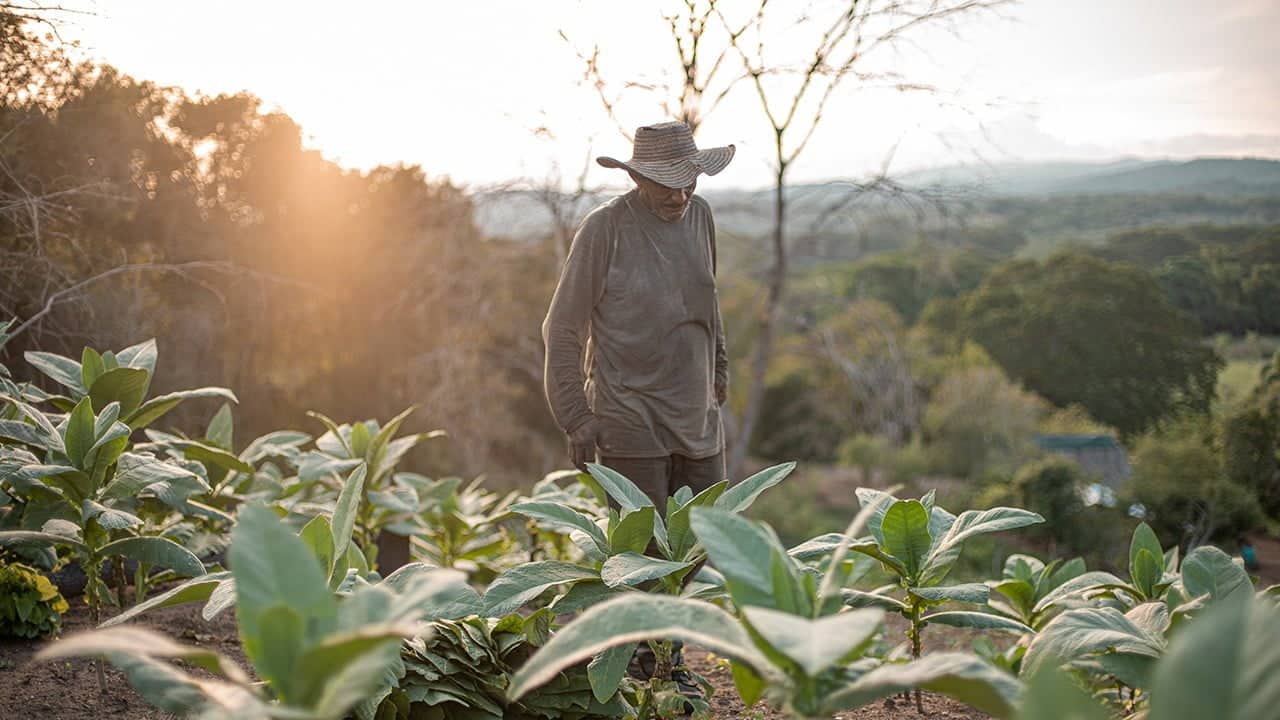 Cerca de 80.000 familias campesinas recibir&aacute;n 800.000 hect&aacute;reas de tierra f&eacute;rtil en el 2024