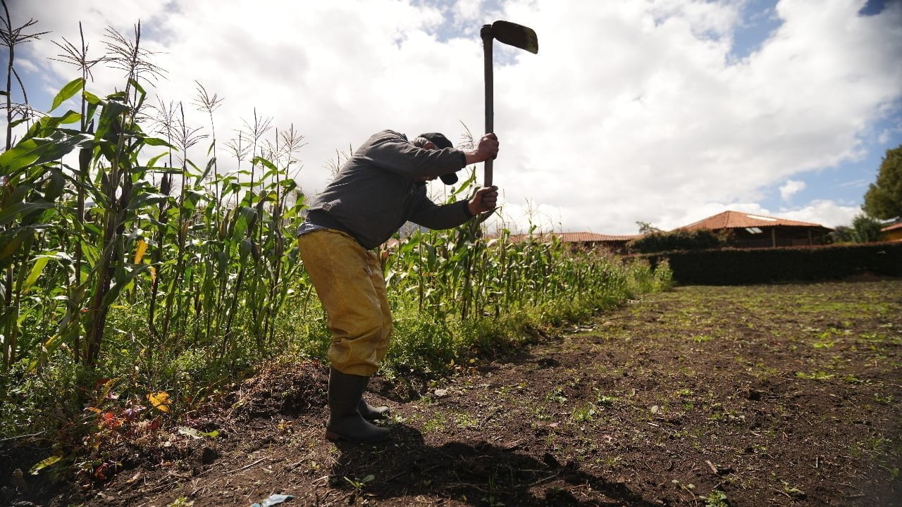 Fen&oacute;meno de El Ni&ntilde;o: &iquest;Hay riesgo de desabastecimiento de alimentos en el pa&iacute;s? / incentivos econ&oacute;micos