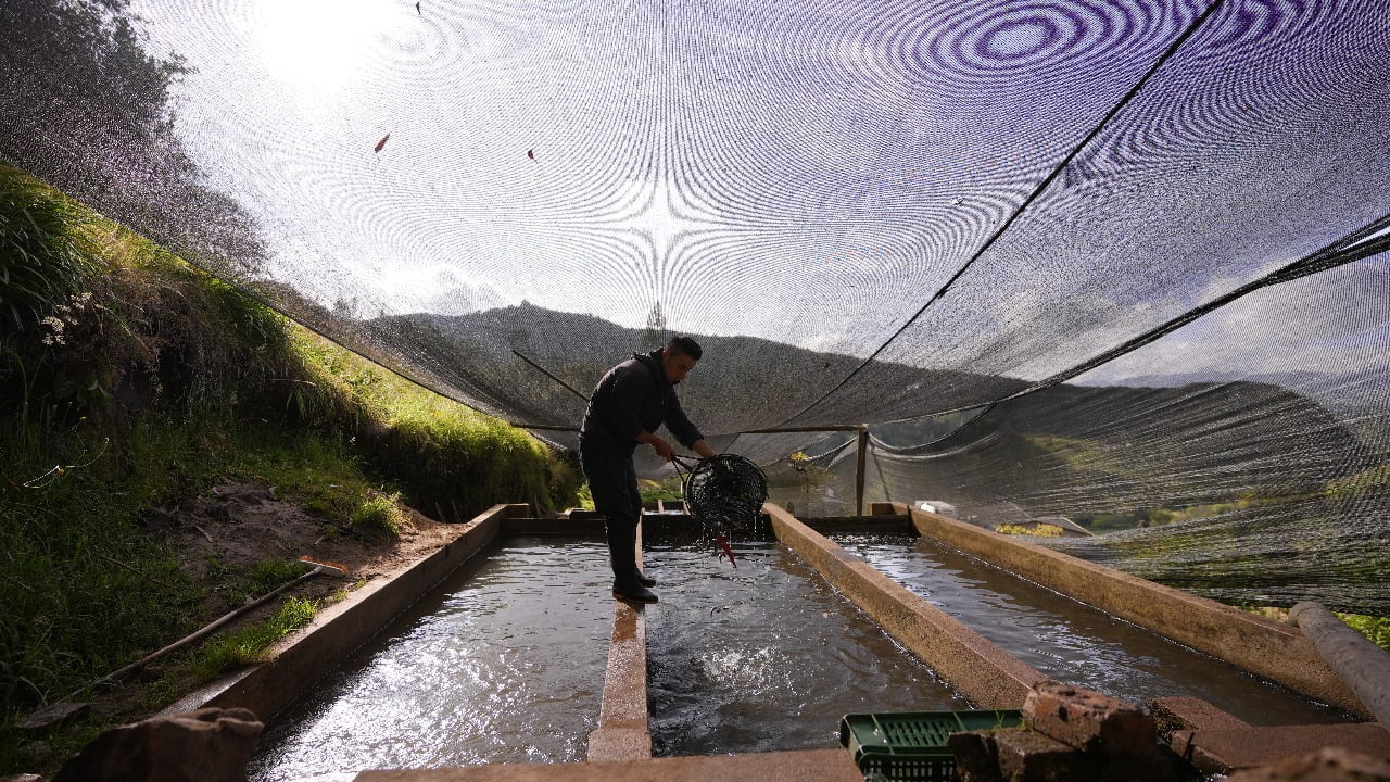 Fen&oacute;meno de El Ni&ntilde;o: &iquest;Hay riesgo de desabastecimiento de alimentos en el pa&iacute;s? / incentivos econ&oacute;micos