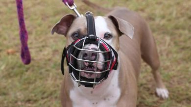 Tu perro es de raza de manejo especial. As&iacute; puedes expedir el permiso para su tenencia