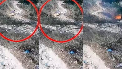 p&aacute;ramo de berl&iacute;n