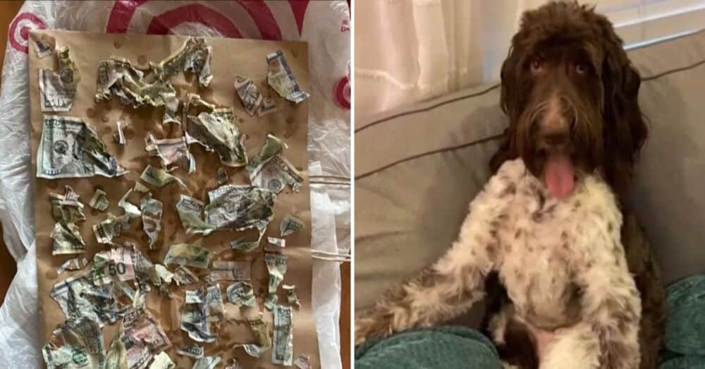perro que se comi&oacute; 4.000 d&oacute;lares