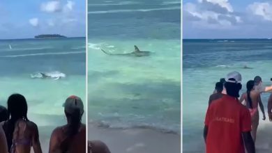 Video para nervios de acero: Tibur&oacute;n apareci&oacute; a orillas de una playa en San Andr&eacute;s / tibur&oacute;n en san andr&eacute;s