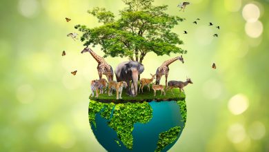 COP16 &iquest;De qu&eacute; trata el evento internacional cuya sede principal es Cali / d&iacute;a de la tierra