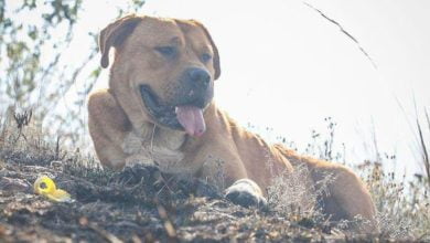 C&oacute;mo proteger a las mascotas en d&iacute;as fr&iacute;os y d&iacute;as soleados