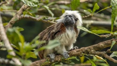 Estas son las especies silvestres que est&aacute;n en peligro en Colombia