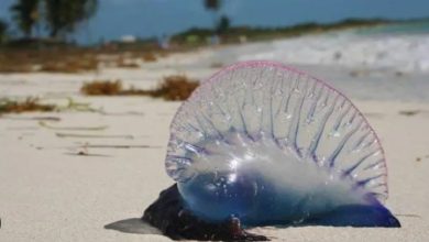 Qu&eacute; es la Fragata Portuguesa, especie que tiene en alerta playas de Colombia
