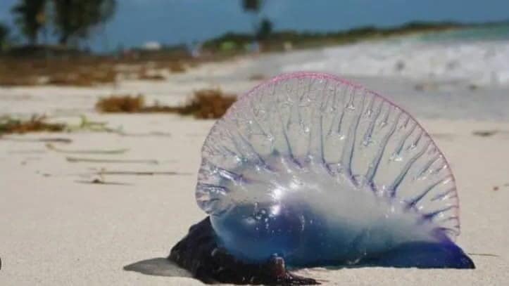 Qu&eacute; es la Fragata Portuguesa, especie que tiene en alerta playas de Colombia