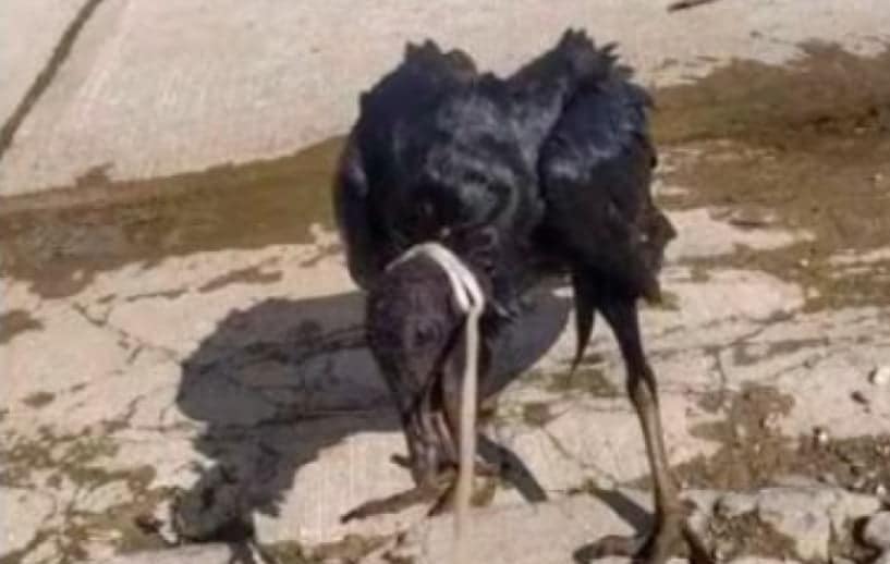 Controversia por las amenazas de Westcol a un periodista