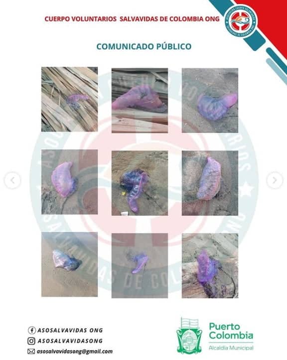 Estas son las playas de Colombia en alerta por presencia de Fragata Portuguesa