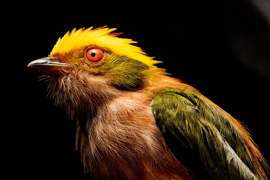 Im&aacute;genes: &iquest;Conoc&iacute;as estas especies que habitan la Amazon&iacute;a colombiana?