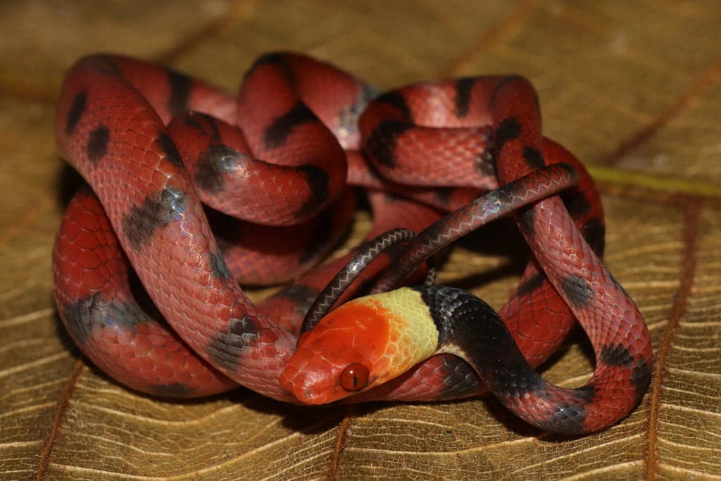 Im&aacute;genes: &iquest;Conoc&iacute;as estas especies que habitan la Amazon&iacute;a colombiana?