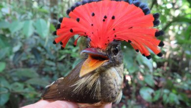 Im&aacute;genes - Conoc&iacute;as estas especies que habitan la Amazon&iacute;a colombiana