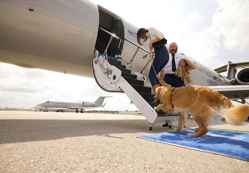 Bark Air: ¿cuándo comienza a operar la aerolínea con vuelos en primera clase para perros?