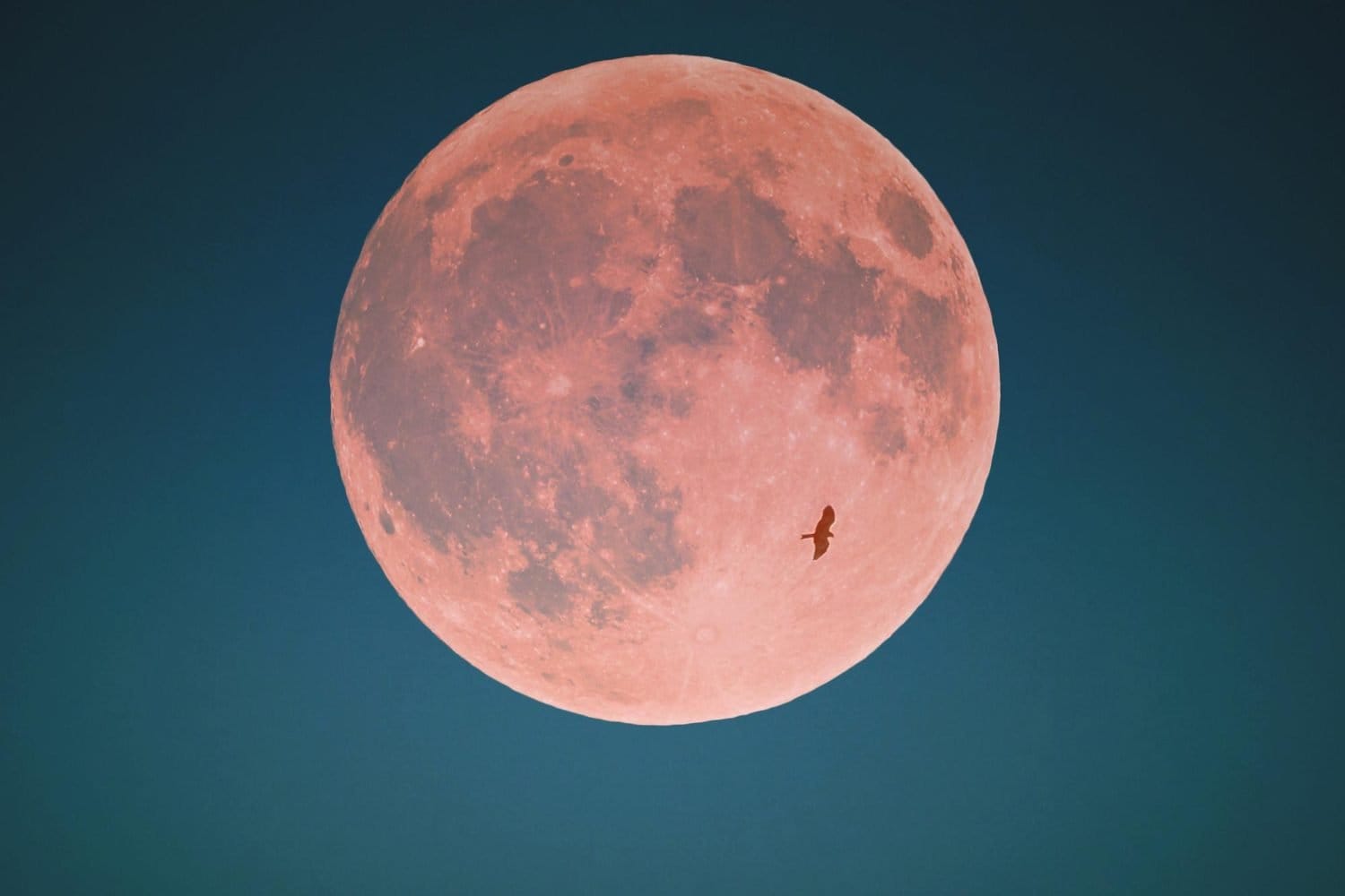 Luna Rosa: hora y c&oacute;mo verla desde Colombia /