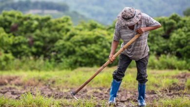 Reforma pensional: campesinos, afros e indígenas podrían pensionarse de forma anticipada