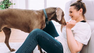 6 razones por las que los perros muestran interés en oler las partes íntimas