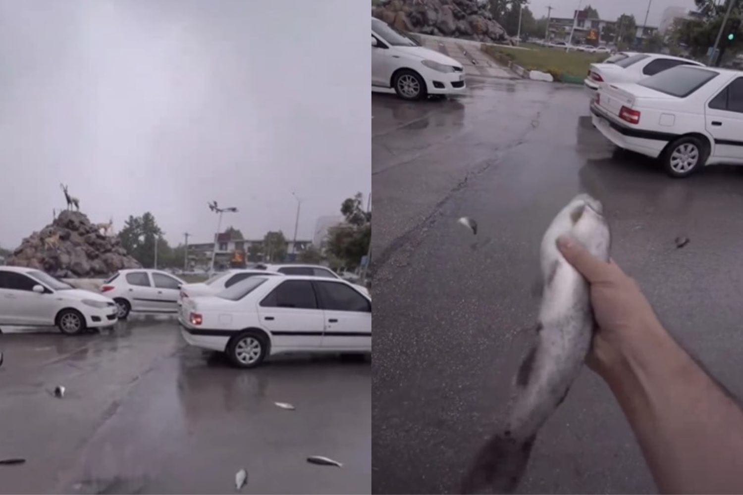 En Ir&aacute;n llovieron peces: &iquest;qu&eacute; produjo este extra&ntilde;o fen&oacute;meno?&nbsp;(Video)