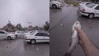 En Ir&aacute;n llovieron peces: &iquest;qu&eacute; produjo este extra&ntilde;o fen&oacute;meno?&nbsp;(Video)