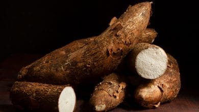 &iquest;Es realmente da&ntilde;ina la yuca para tu salud? Descubre la verdad