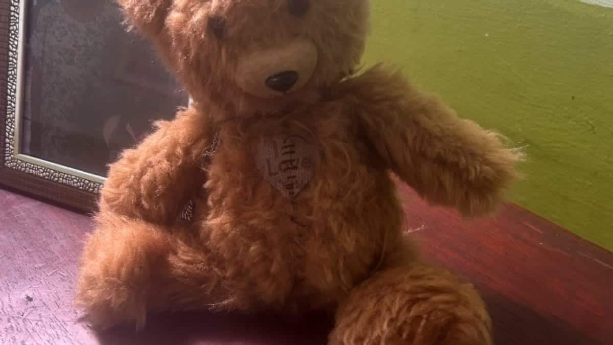 Mujer ofrece millonaria recompensa para encontrar oso de peluche que se le perdi&oacute; / oso de peluche