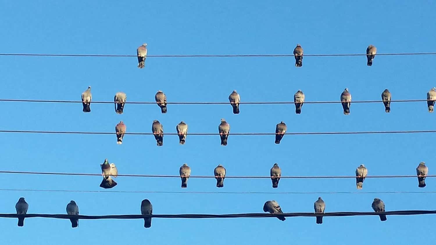 Por qu&eacute; los p&aacute;jaros no se electrocutan en los cables el&eacute;ctricos