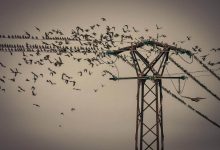 Por qu&eacute; los p&aacute;jaros no se electrocutan en los cables el&eacute;ctricos