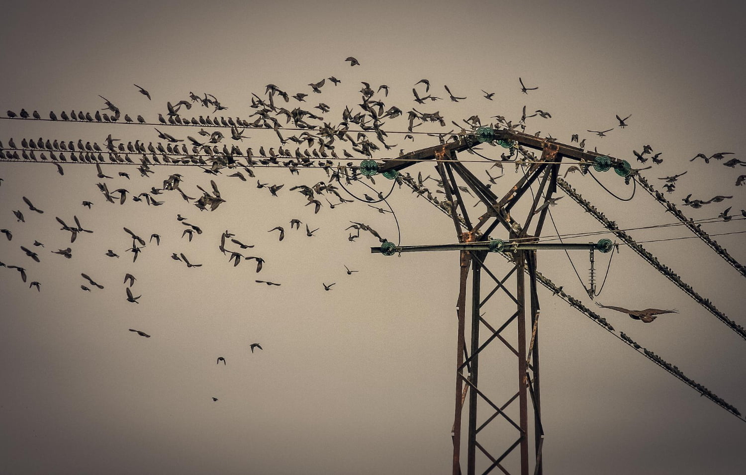 Por qué los pájaros no se electrocutan en los cables eléctricos