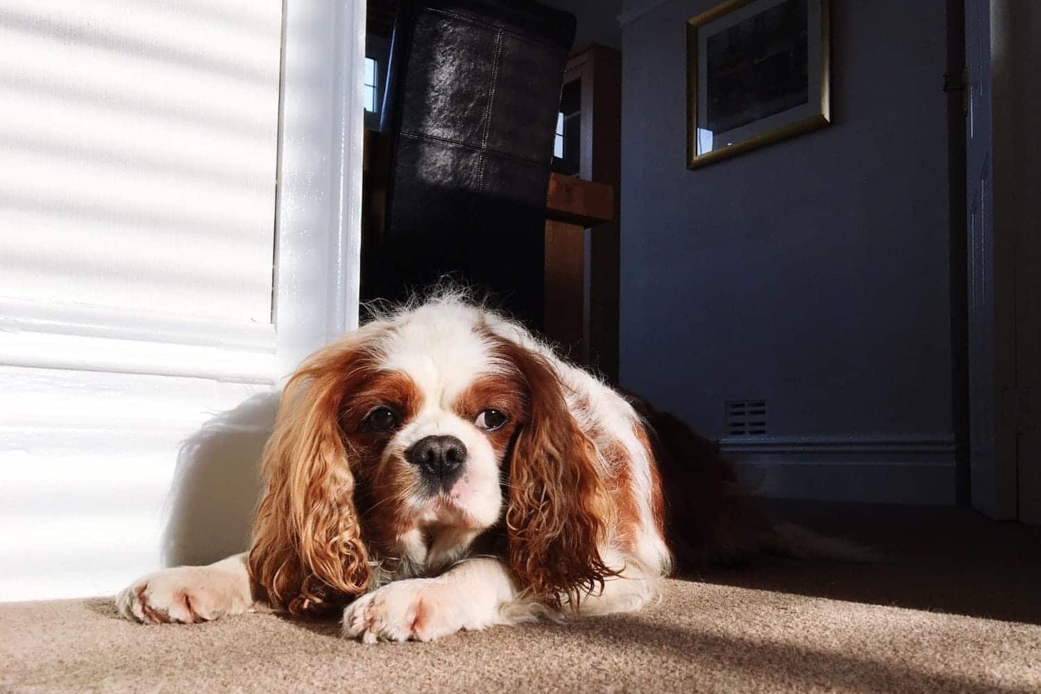 &iquest;Qu&eacute; significa que su perro se acueste en frente de la puerta de su casa?