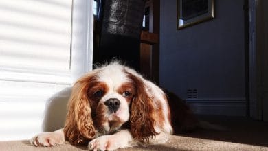 ¿Qué significa que su perro se acueste en frente de la puerta de su casa?