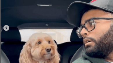 el perro que sabe sumar video viral