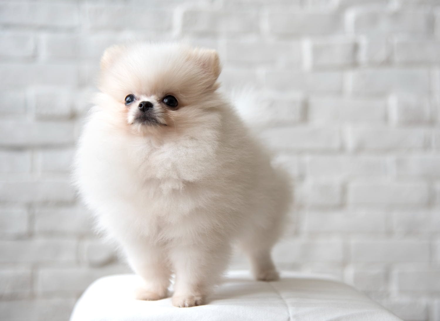 perro pomerania