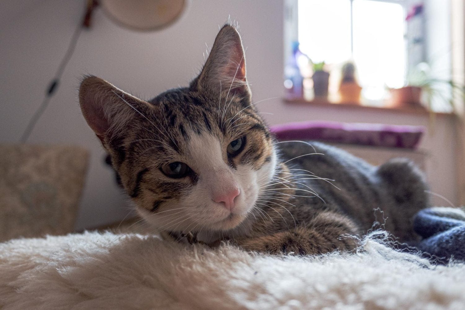 Se&ntilde;ales que indican que tu gato est&aacute; a punto de fallecer