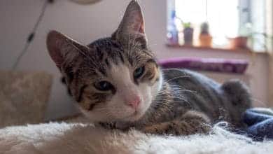 Se&ntilde;ales que indican que tu gato est&aacute; a punto de fallecer