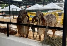Con concurso lechero arranca la Feria de la Ganadería en Montería