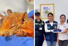 El ins&oacute;lito m&eacute;todo para sacar fauna de Colombia: hallan dos ardillas escondidas en los genitales de un pasajero