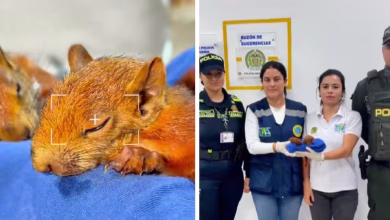 El ins&oacute;lito m&eacute;todo para sacar fauna de Colombia: hallan dos ardillas escondidas en los genitales de un pasajero