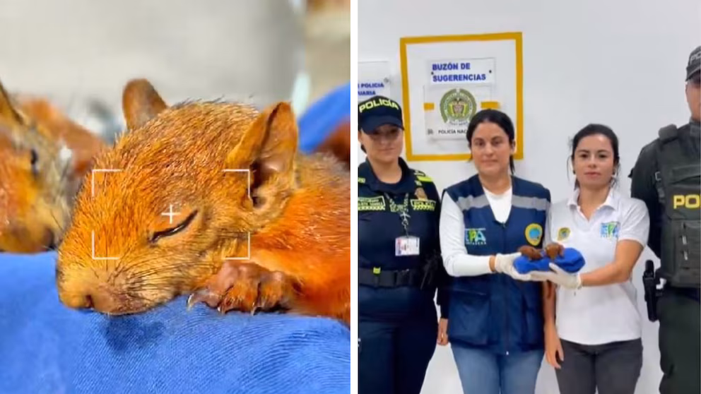 El ins&oacute;lito m&eacute;todo para sacar fauna de Colombia: hallan dos ardillas escondidas en los genitales de un pasajero