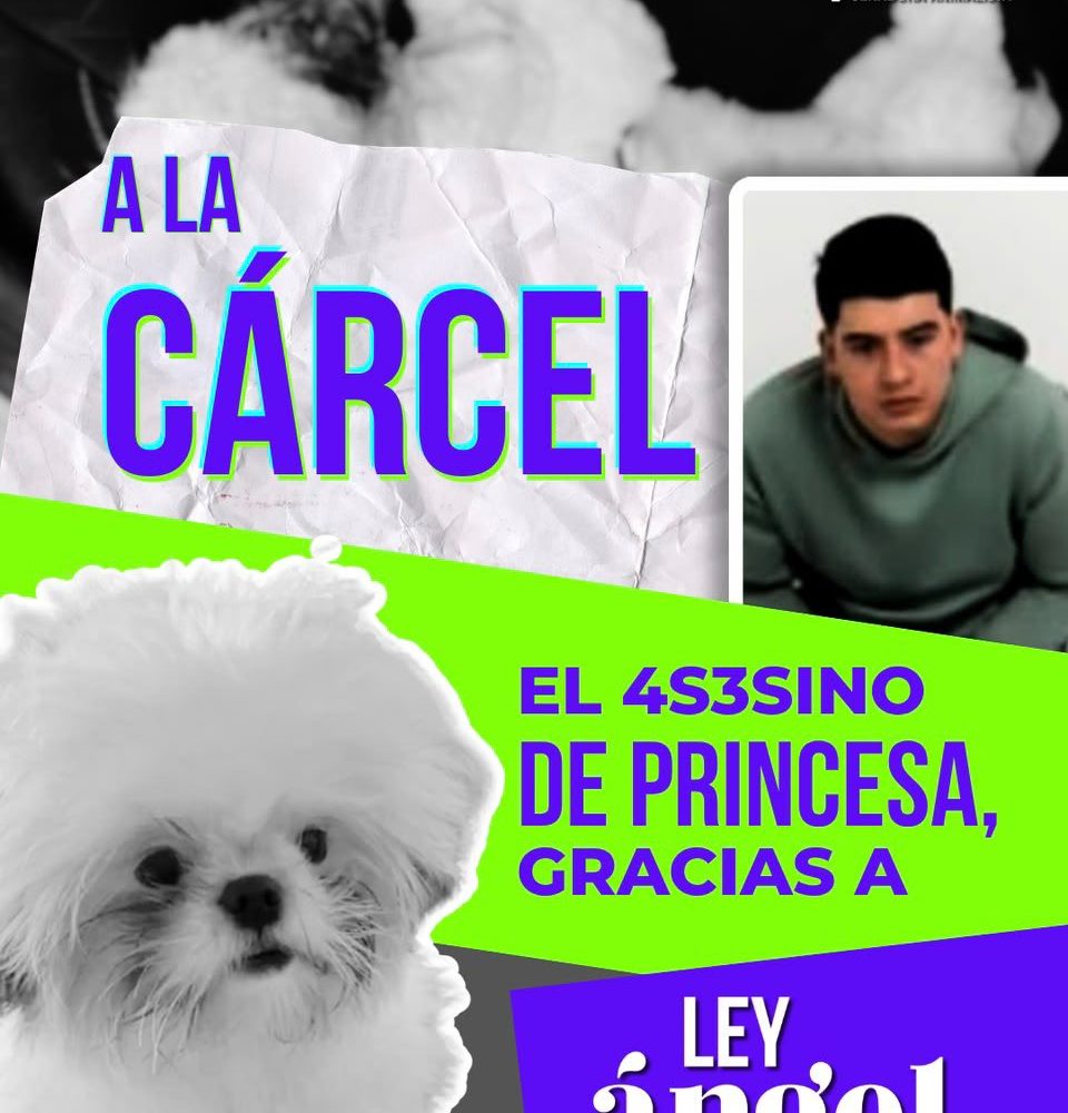 Env&iacute;an a prisi&oacute;n a hombre se&ntilde;alado de lanzar una perrita desde un octavo piso en Risaralda