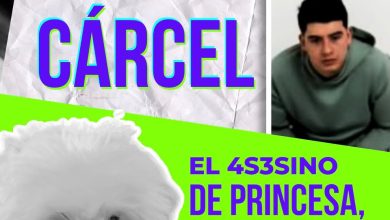 Envían a prisión a hombre señalado de lanzar una perrita desde un octavo piso en Risaralda