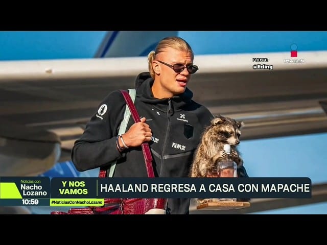 &iquest;Qu&eacute; hace un mapache disecado con Haaland? El curioso recuerdo que se llev&oacute; del Mundial y cu&aacute;nto cuesta